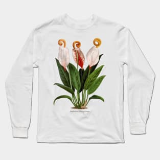 Anthurium scherzerianum old plate Long Sleeve T-Shirt